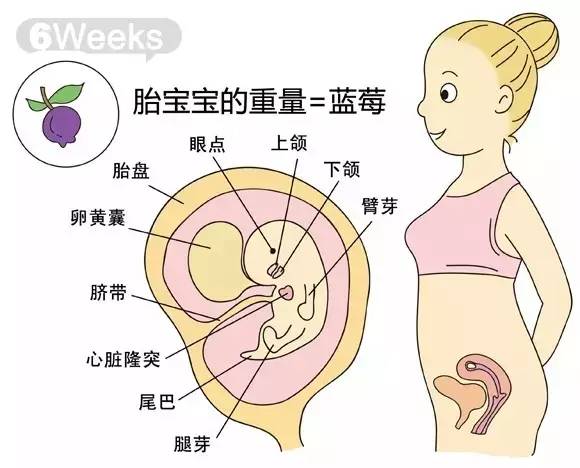 胎儿各周成长标准数值+胎儿体重测算公式