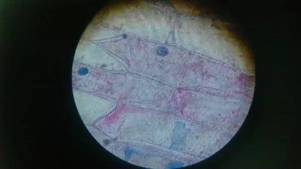 高考生物 | 十六个实验原理大解析,好东西,过了