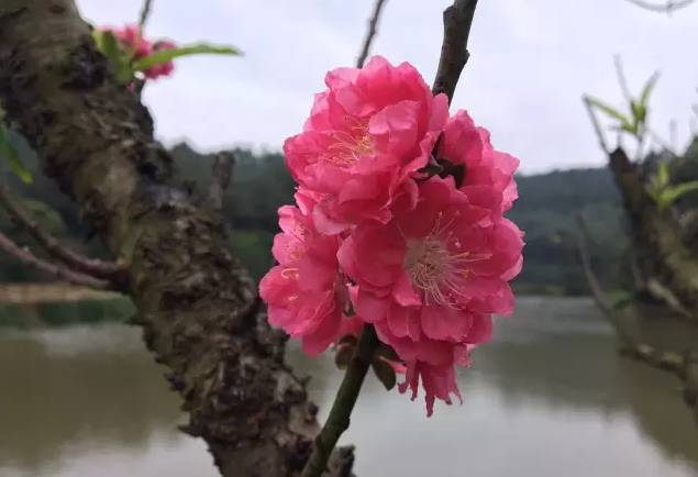 枝头桃花三五朵,小小一簇,在冬日里"相拥",虽不多,但却姿势迷人