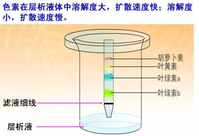 通过放大镜聚焦的原理可以得到什么