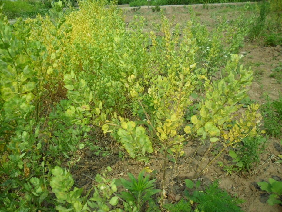 毛茛 茛,读gèn(亘),不读liáng(良).