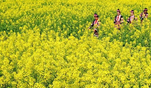 贵州十大最美油菜花农事景观评选方案发布