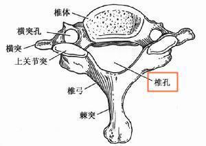 椎骨结构