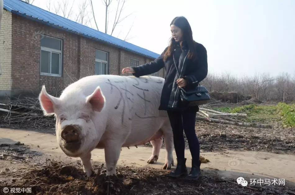 【镜头】二师兄化身白龙马?郑州1500斤大猪成"猪王" 可以当马骑