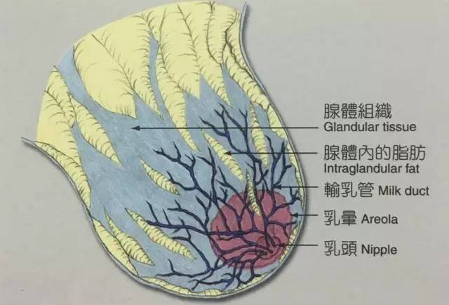 乳汁由腺泡产生,由细小输乳管汇集,运输,并汇聚到乳晕处较粗的乳腺管