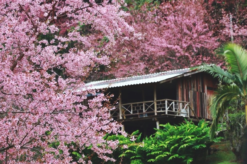 赏樱不用到日本，泰国这四个地方一样能够让你赞叹