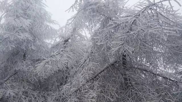 雪地大作战|光猪跑当天这样穿,你一定美翻