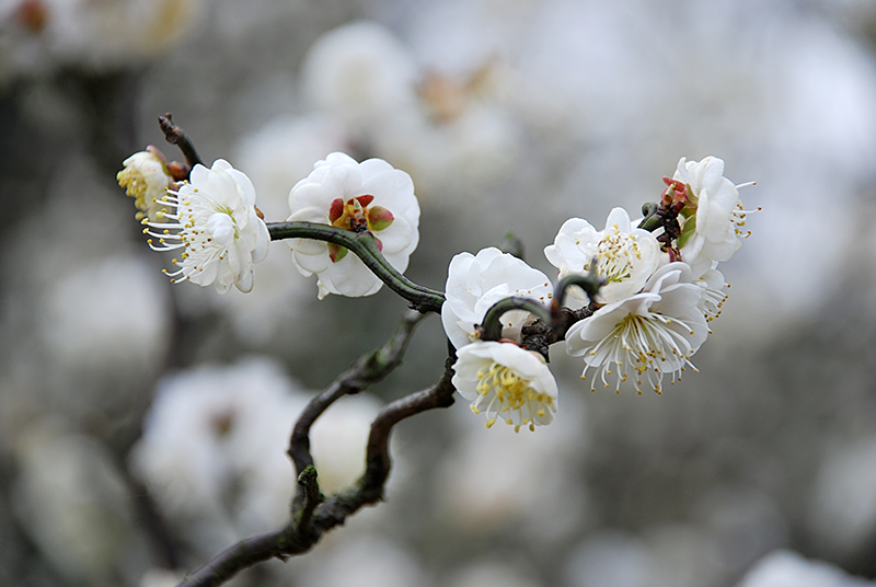 梅花香自苦寒来:她是武汉市的市花