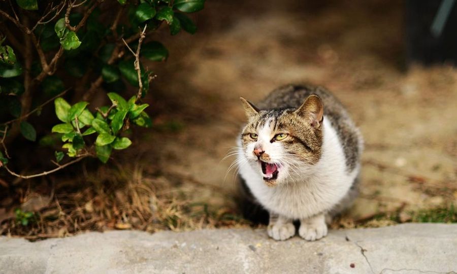 流浪猫会接近哪些人 野猫盯着你看说明什么_猫喜欢靠近有灵气的人