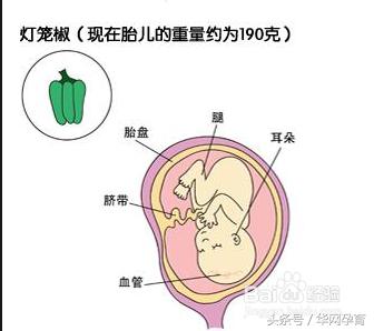 怀孕五个月胎儿和妈妈症状?