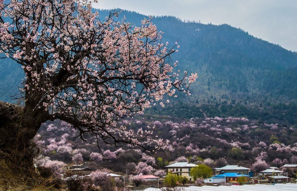 如果没看过林芝的桃花,就一定没见过最美的春