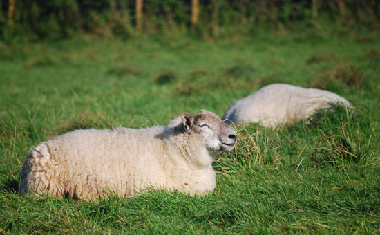 羊肉进口关税降低 对养羊人影响有多大