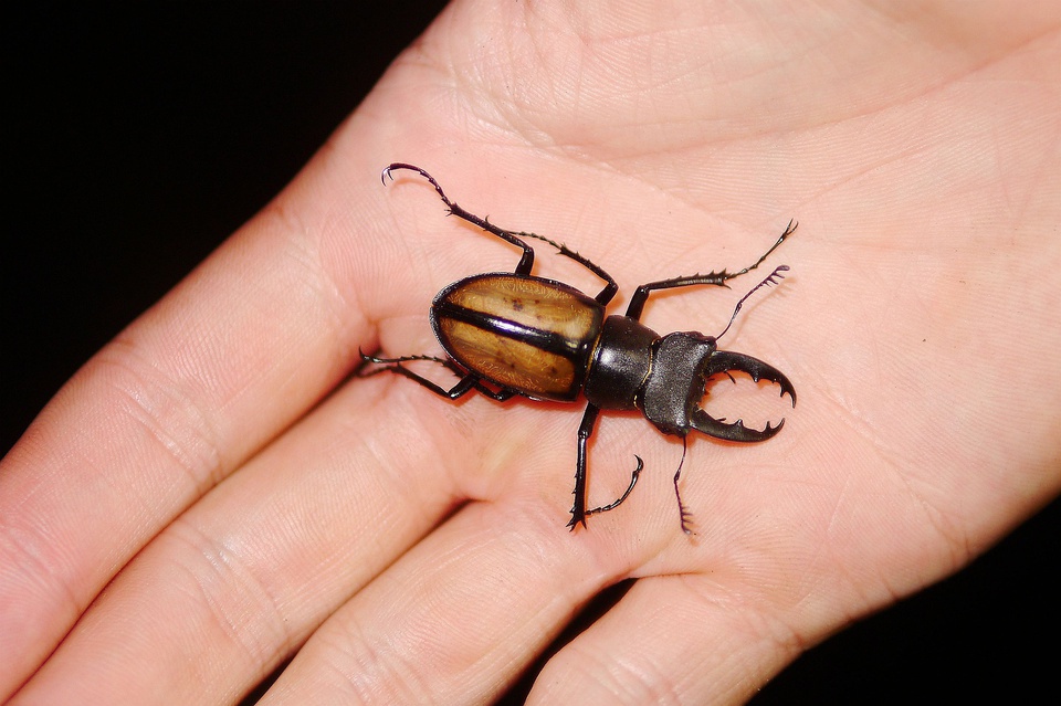 派瑞深山锹形虫 lucanus parryi 锹甲科深山锹形虫属