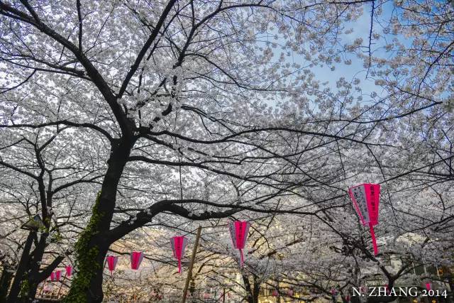 2017年日本看樱花哪里好?