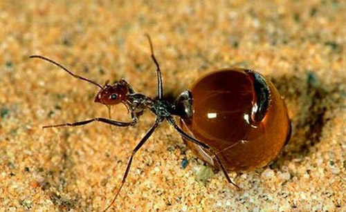 世界上最好吃的蚂蚁 金色蜜蚁嘎嘣脆蜂蜜味