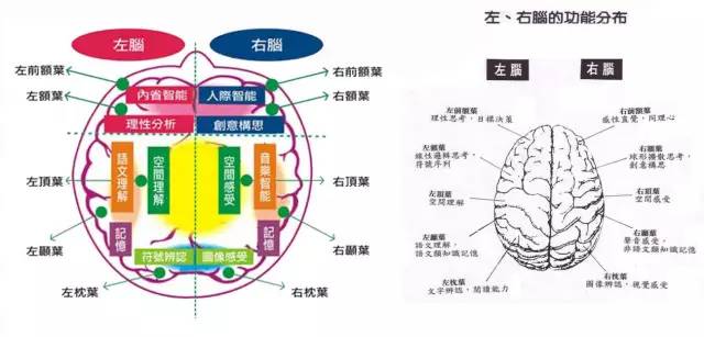 人脑各部分功能图