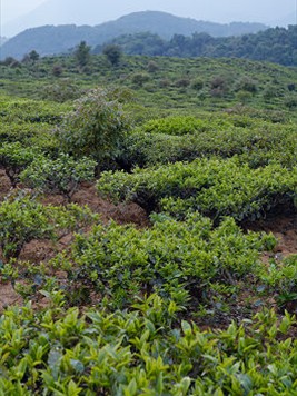 布朗族的章朗古茶山