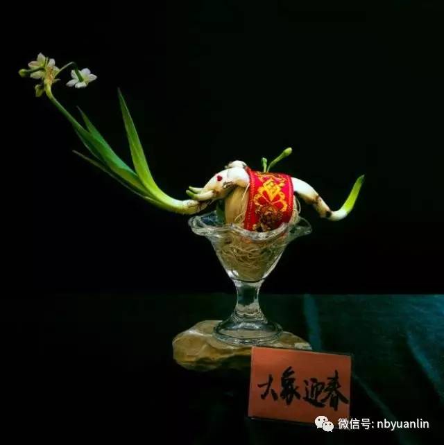 未见其花,先问其香——迎春水仙花雕刻造型展进行时