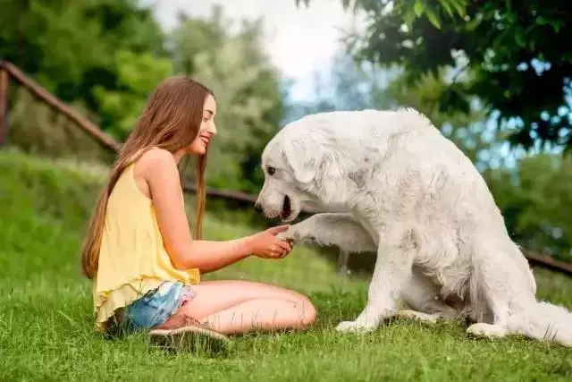 狗为什么是人类的朋友
