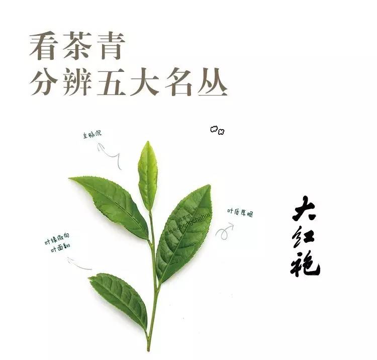 五大名丛是指武夷岩茶的五大代表茶叶: 大红袍,铁罗汉,白鸡冠,水金龟