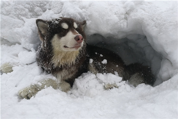 西岭雪山南国冰雪节汪星人雪地运动乐翻游客