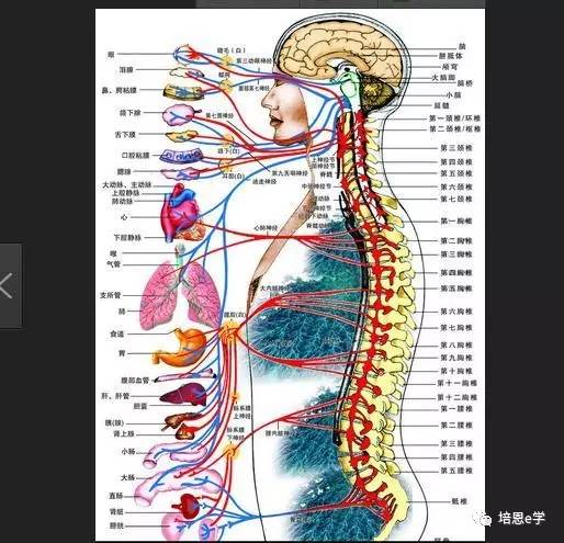 敬业谈疼痛:腰部的精细解剖(七)