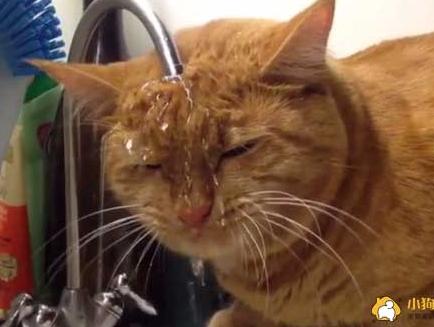 黄猫头顶水龙头 边洗脸边喝水超淡定