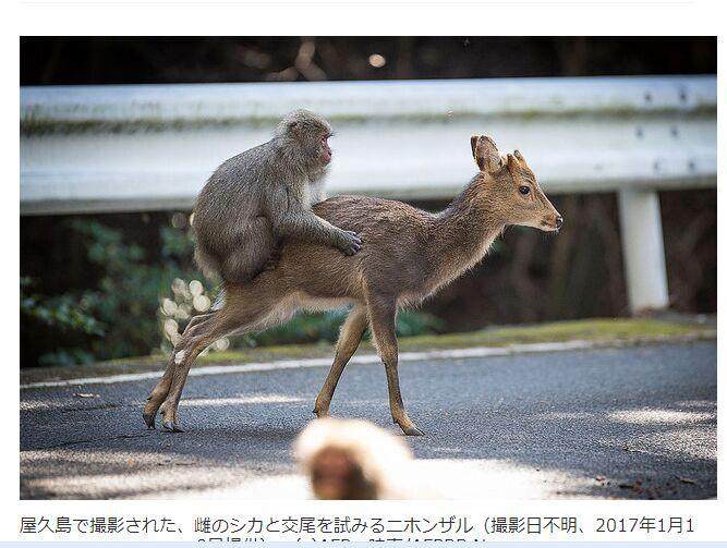 日本鹿儿岛拍到猴子与鹿交配照片引起轰动
