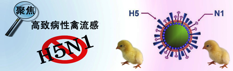 关于最近禽流感,最不靠谱的三大谣言!