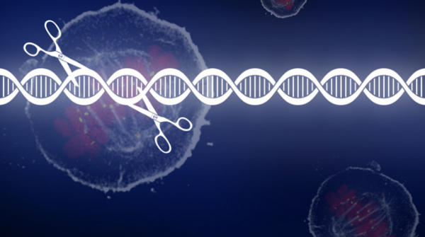 基因编辑新突破 遗传性免疫缺陷病症可能有救