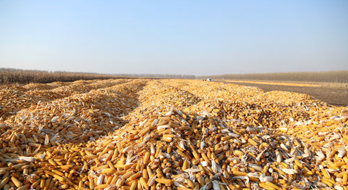 卖不动啦!春节前玉米易跌难涨!