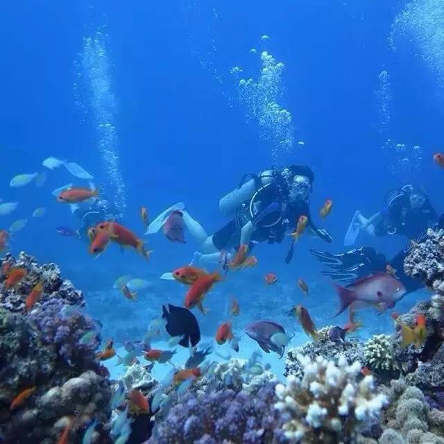 埃及红海潜水