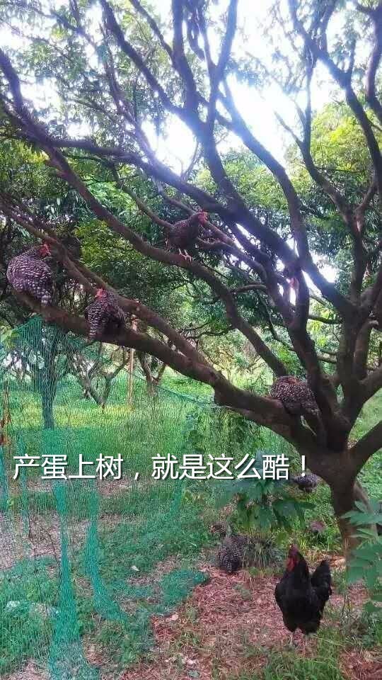 鹰虫鸡是什么成语_这是什么成语看图