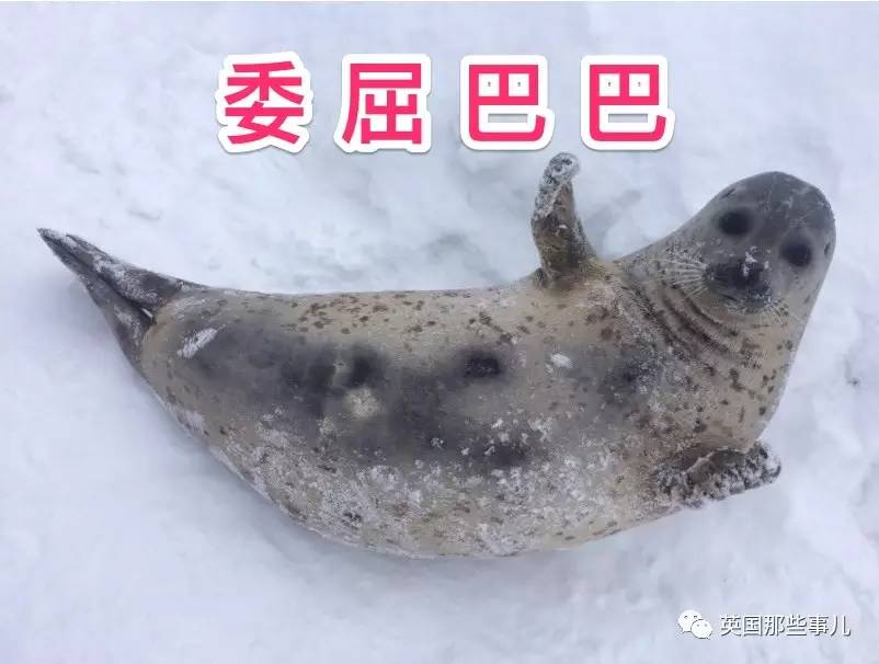 北海道的这只海豹,简直就是一只行走的表情包啊啊啊