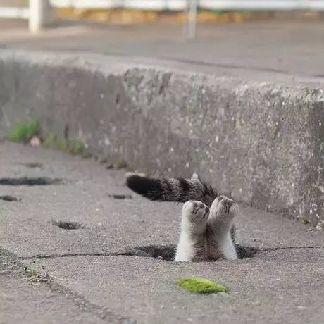 这些穿越在平行空间的猫,沉迷于钻洞,不可自拔.