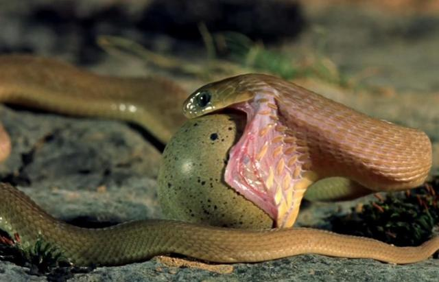 怎么喂蛇吃蛋