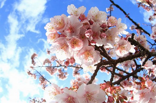 静冈热海迎来日本最早樱花,花期可至春节期间