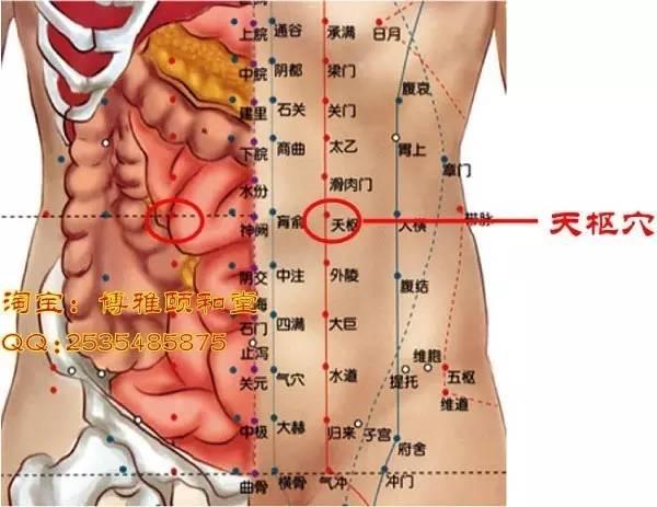 中脘穴: 位于腹部正中线,脐上4寸,有调胃补气,化湿和中,降逆止呕的