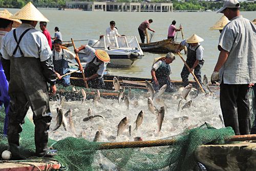 上海市青浦区淀山湖养殖场2016年喜获渔业大丰收