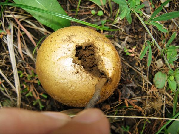 农村才有的一种蘑菇,不但好吃还是止血圣药!