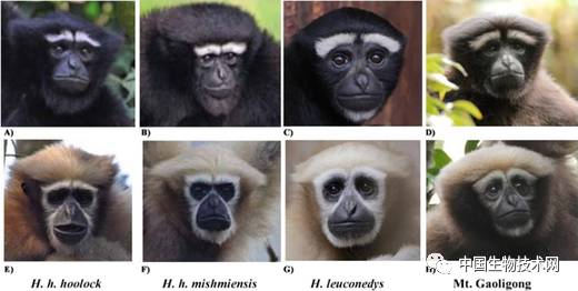 中国科学家发现长臂猿科新物种并命名为高黎贡白眉