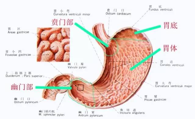 胃是人体重要的消化器官,形如囊,左大右小,横卧于膈膜下,上端为贲门
