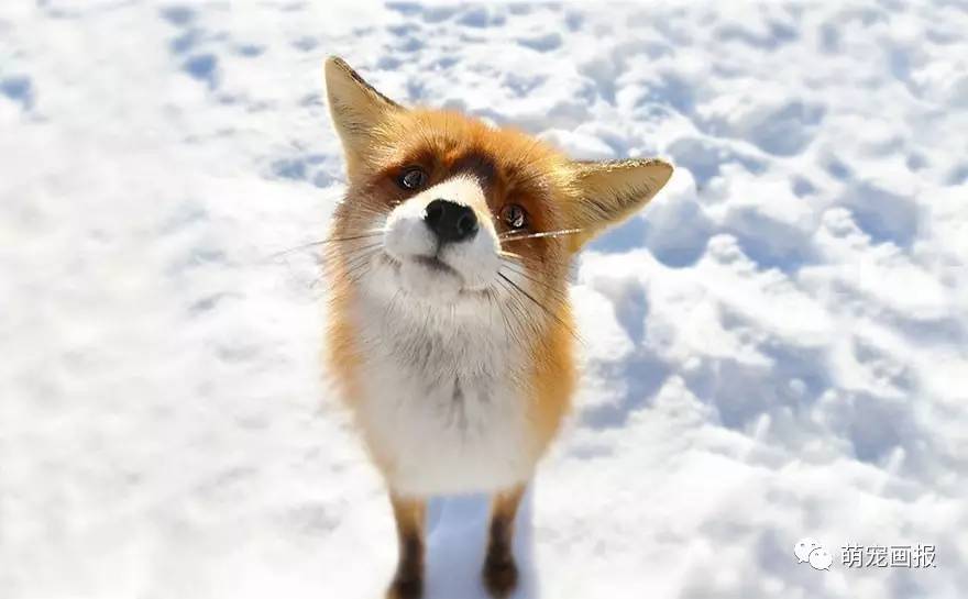 雪地里的精灵狐狸,还会卖萌