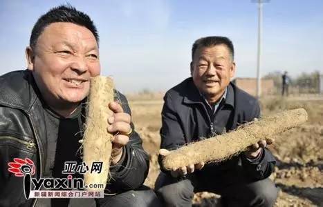 后者粘多糖,黏蛋白,多酚等有效物质,淮山药非麻山药和牛腿山药可比