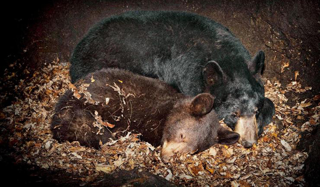 黑熊冬眠
