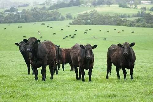 专属牧场在西澳大利亚的西南 拥有澳洲最大的和牛牛群