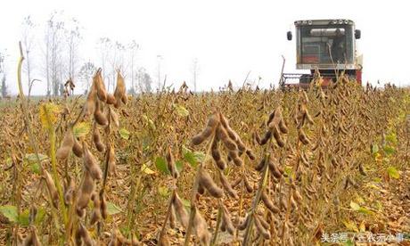 美国指责中国玉米关税配额,国产玉米完蛋了?