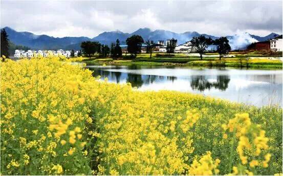 3月中下旬开始,油菜花逐渐绽放.