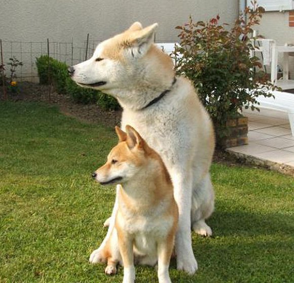 秋田犬和柴犬哪个忠诚