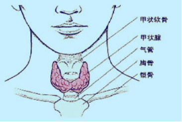 甲状腺常见疾病及其围手术期护理